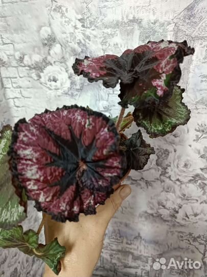 Бегония декоративно лиственная