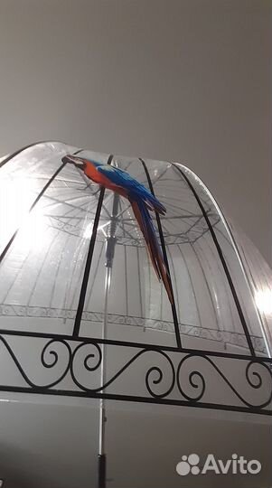 Зонт-трость райская птица