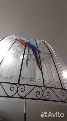 Зонт-трость райская птица