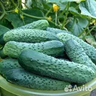 Огурцы