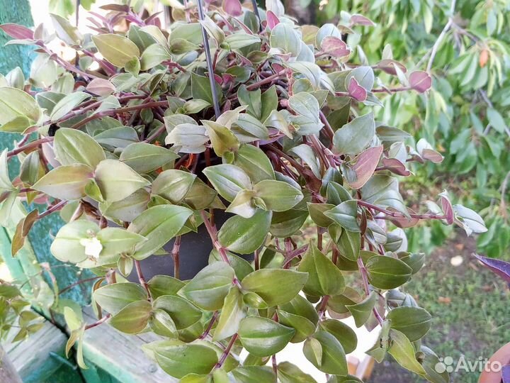 Традесканции ампельные