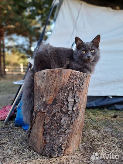 В добрые руки котята, щенята