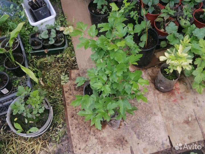 Калина бульденеж