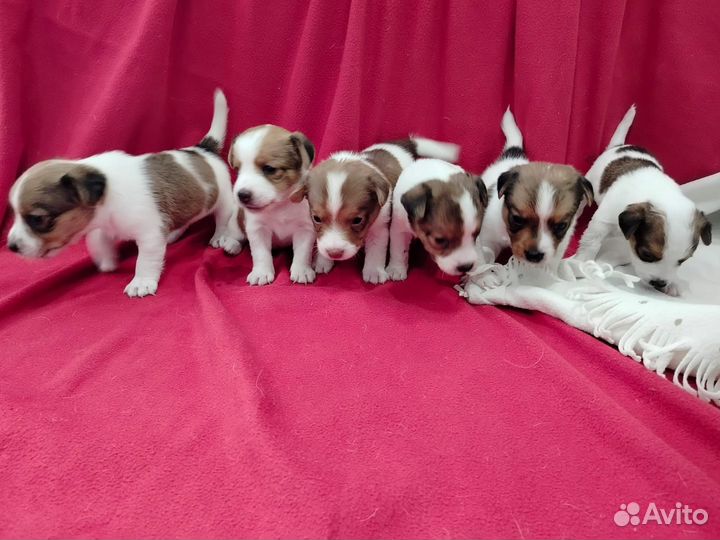 Собаки щенки
