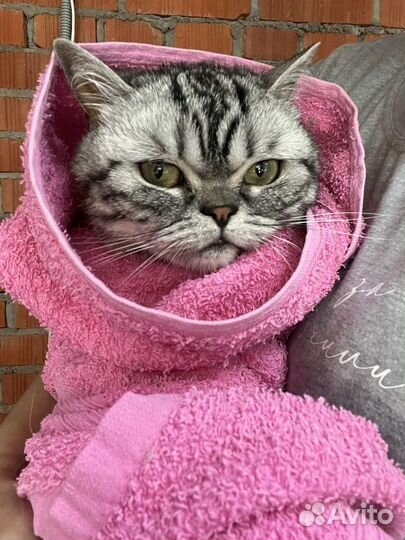 Грумер для кошек и собак