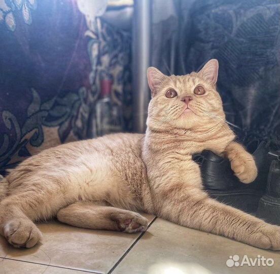 Британский кот на вязку