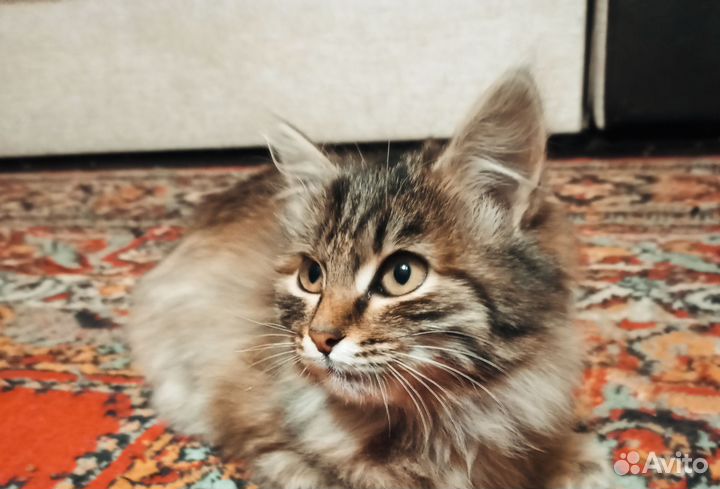 Котенок