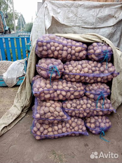 Картофель на еду. Сорт Коломбо и Балктика Роуз