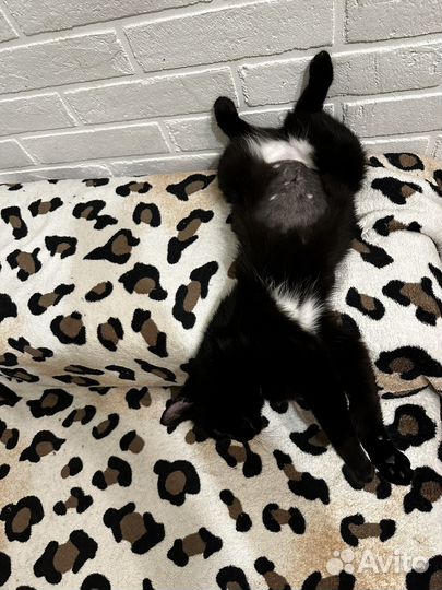 Кошка Ночка ищет дом