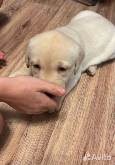 Щенки лабрадора