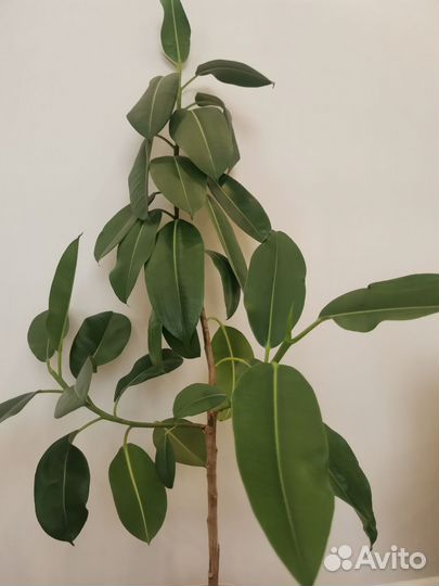 Фикус эластика робуста