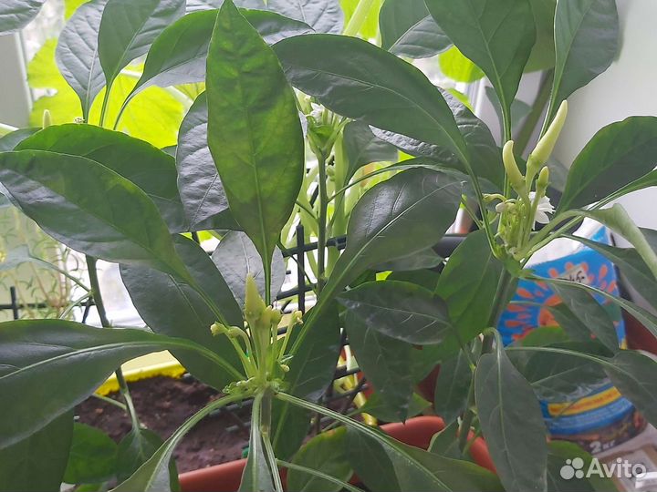 Рассада перец кабачки помидоры патиссоны