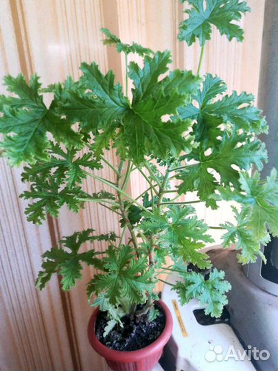 Душистая герань