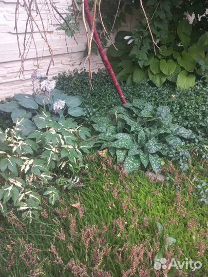 Медуница сахарная