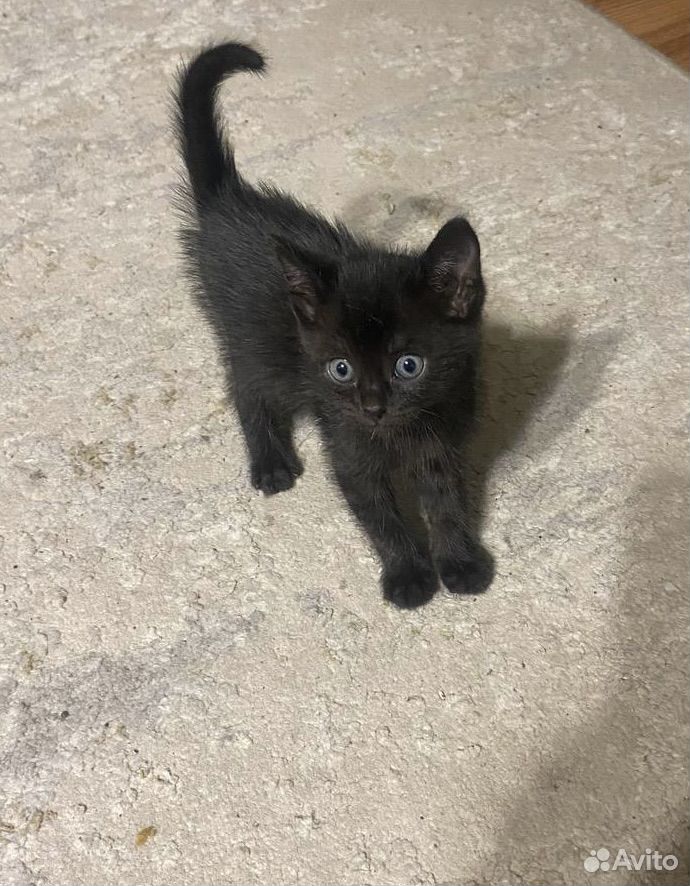 Котёнок в добрые руки, Тюмень