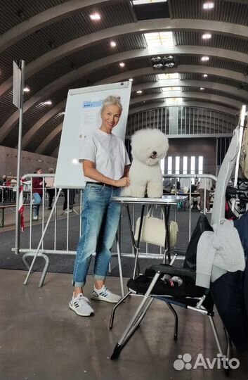 Вязка, Бишон Фризе