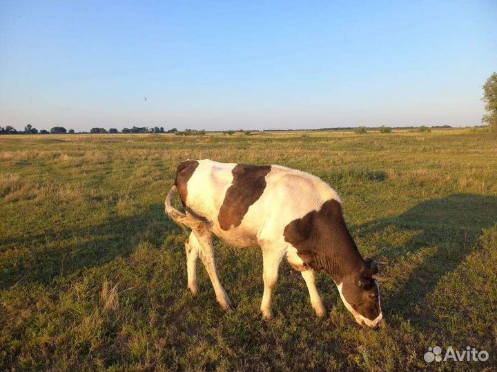 Телки Коровы