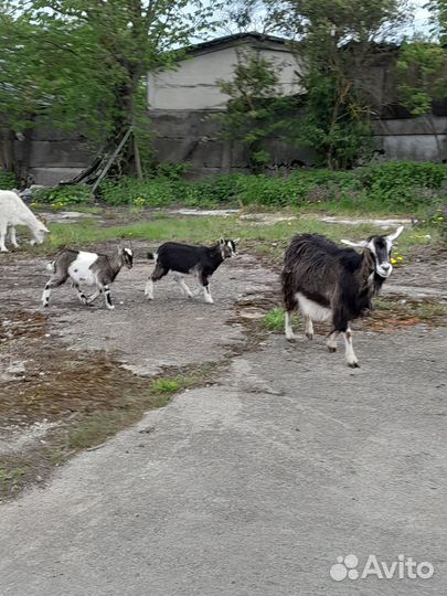 Продам коз и козлят