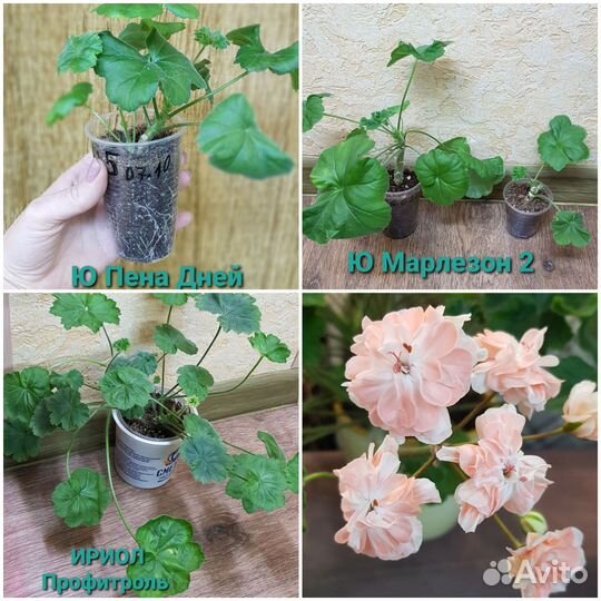 Сортовые пеларгонии