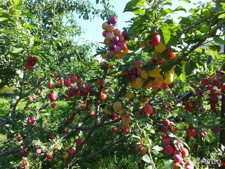 Коллекция сортов алычи