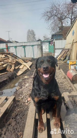 Вязка ротвейлера