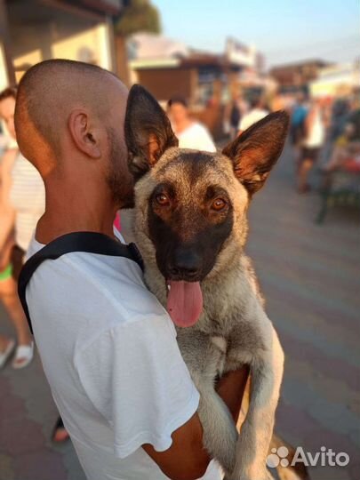 Щенок метис бельгийской овчарки