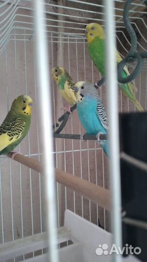 Молодой говорящий попугай корелла с клеткой