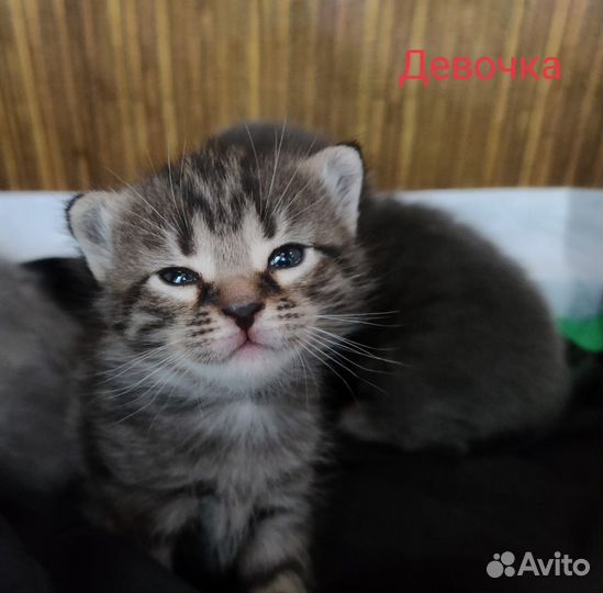 Котенок в добрые руки