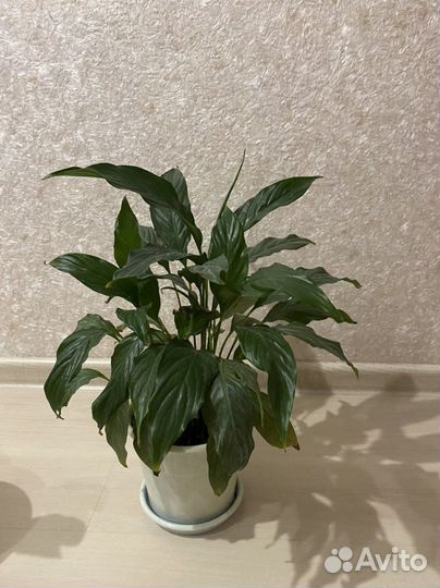 Спатифиллум- женское счастье