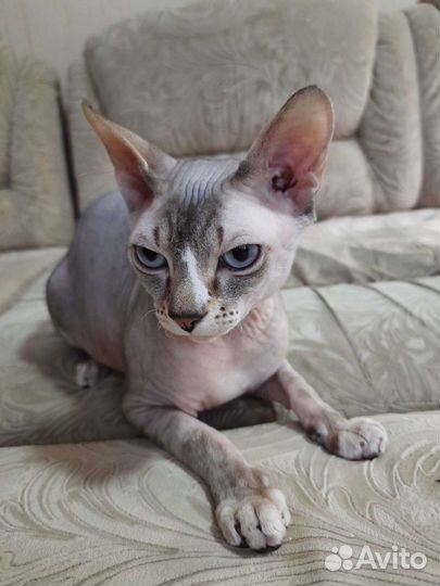 Канадский сфинкс, вязка