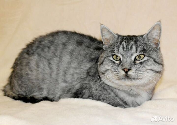 Кот бесплатно