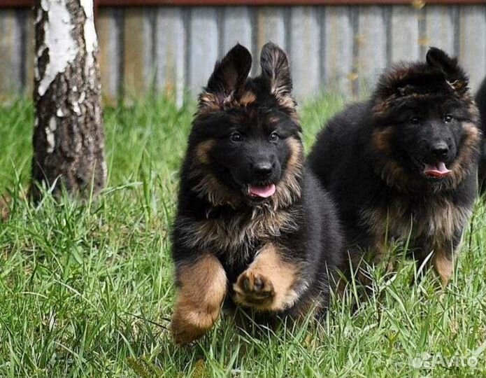 Продажа щенков