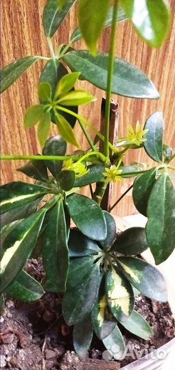 Калла, Шефлера, Драцена