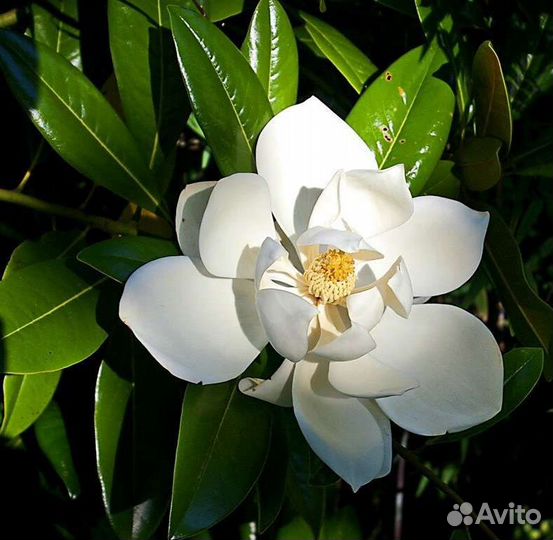 Магнолия крупноцветковая вечнозелёная