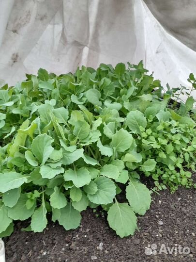 Рассада капусты