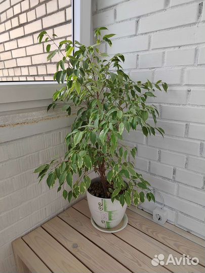 Фикус Бенджамина