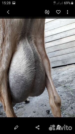 Альпийские козы