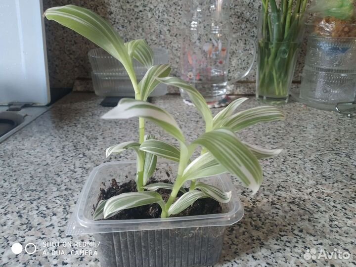 Традесканция