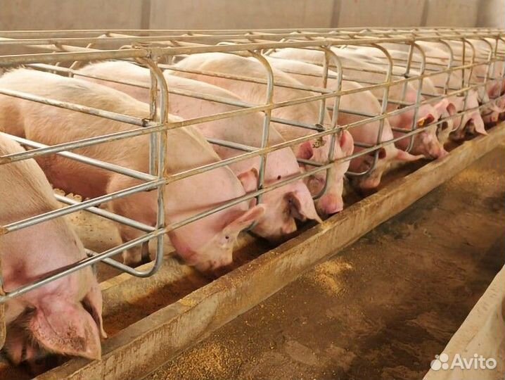 Разнорабочий на свиноферму (вахта)