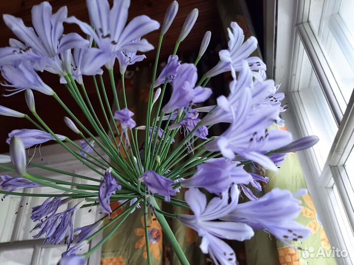 Агапантус комнатный цветок