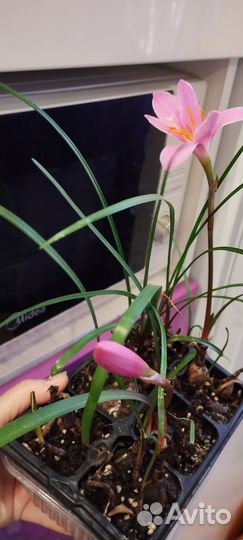 Зефирантес или выскочка