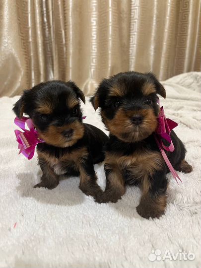 Йоркширский терьер щенки мини девочки