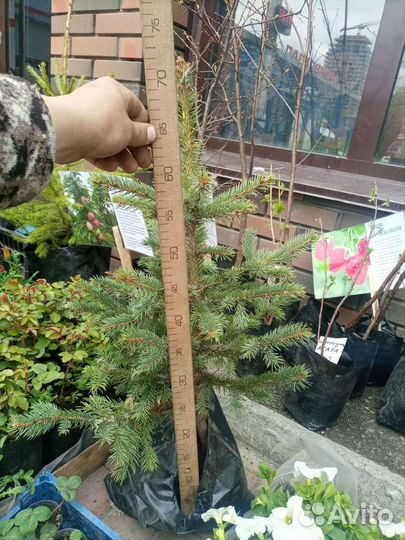 Саженцы ель голубая