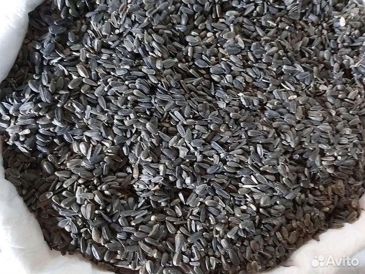 Подсолнечник