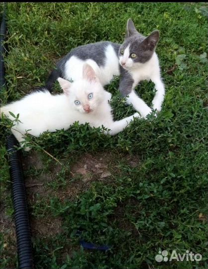 Кошка в дар бесплатно