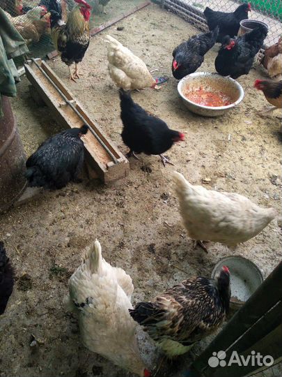 Домашнее куриное яйцо и чеснок 10