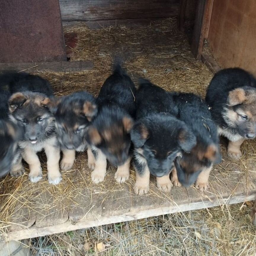 Щенки немецкой овчарки