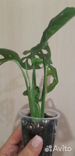 Монстеры манки и минима, эсхинантус