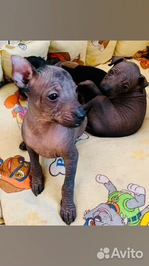 Ксолоитцкуинтли щенк мексиканской голой собаки