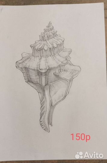 Учебные рисунки графика ракушки и жуки